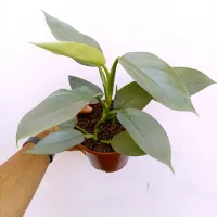 Philodendron hastatum 'Silver Sword' (vaso15)