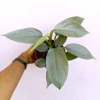 Philodendron hastatum 'Silver Sword' (vaso15) - Foto 2