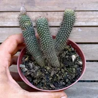 Frailea lepida (colônia - vaso11) - Foto 2