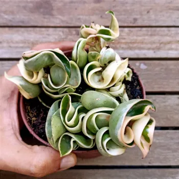 Hoya 