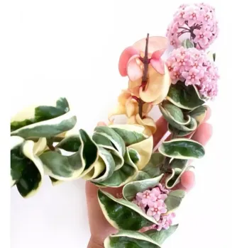 Hoya 'Compacta Green' variegata (haste com + 40cm) - Foto 2