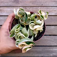 Hoya 'Compacta Green' variegata (haste com + 40cm) - Foto 3