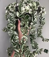 Hoya 'Compacta Green' variegata (haste com + 40cm) - Foto 4
