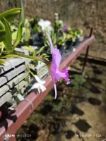 Laelia praestans concolor ' Andrômeda OT'  - Foto 2