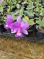  Cattleya Nobilior Liliácea  ( 'Perola' x 'Fernando terra')  - Foto 2