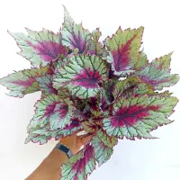 Begônia 'Beleaf' (cinza e rosa - vaso15)