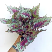 Begônia 'Beleaf' (cinza e rosa - vaso15) - Foto 2