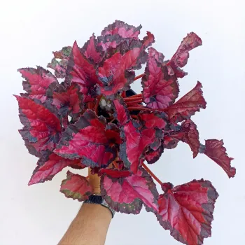 Begônia 'Beleaf' vermelha e preta (vaso11) - Foto 2