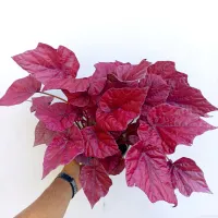 Begônia 'Beleaf' vermelha (vaso11)