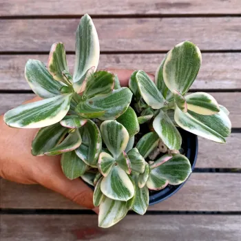 Crassula ovata 