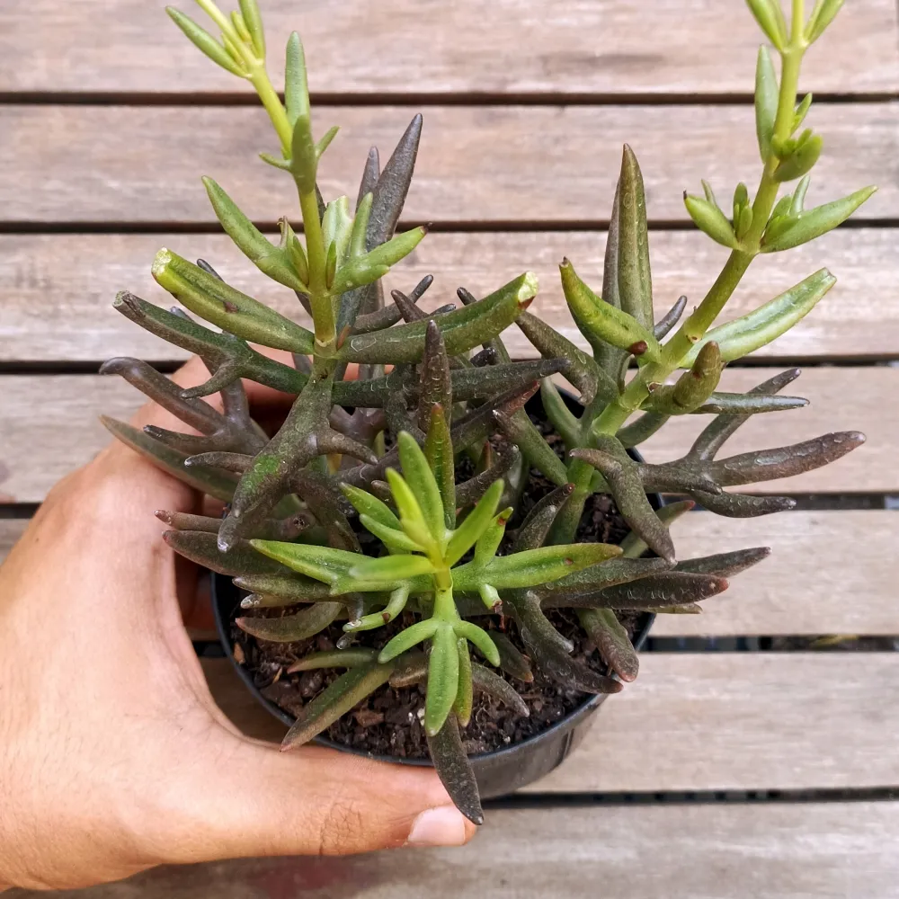 Kalanchoe kewensis (vaso11)