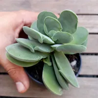 Crassula dubia (vaso9) - Foto 2