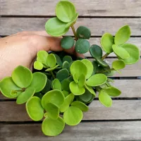 Peperomia tetraphylla 'Hope' (Colar de Moedas - vaso11) - Foto 2