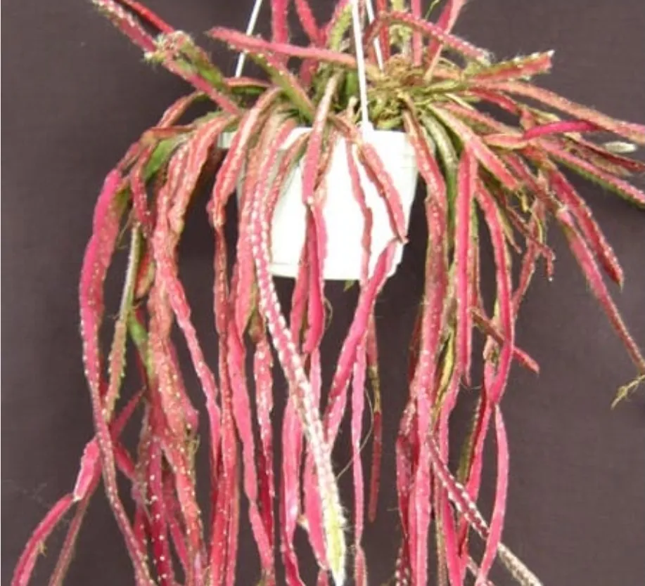 Lepismium cruciformis (Pink rhipsalis - cuia13)