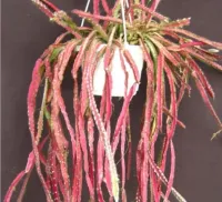Lepismium cruciformis (Pink rhipsalis - cuia13)