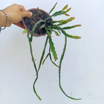 Lepismium cruciformis (Pink rhipsalis - cuia13) - Foto 2