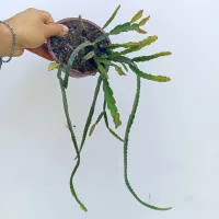 Lepismium cruciformis (Pink rhipsalis - cuia13) - Foto 2