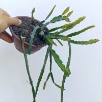 Lepismium cruciformis (Pink rhipsalis - cuia13) - Foto 4