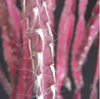 Lepismium cruciformis (Pink rhipsalis - cuia13) - Foto 5