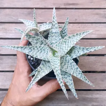 Aloe 