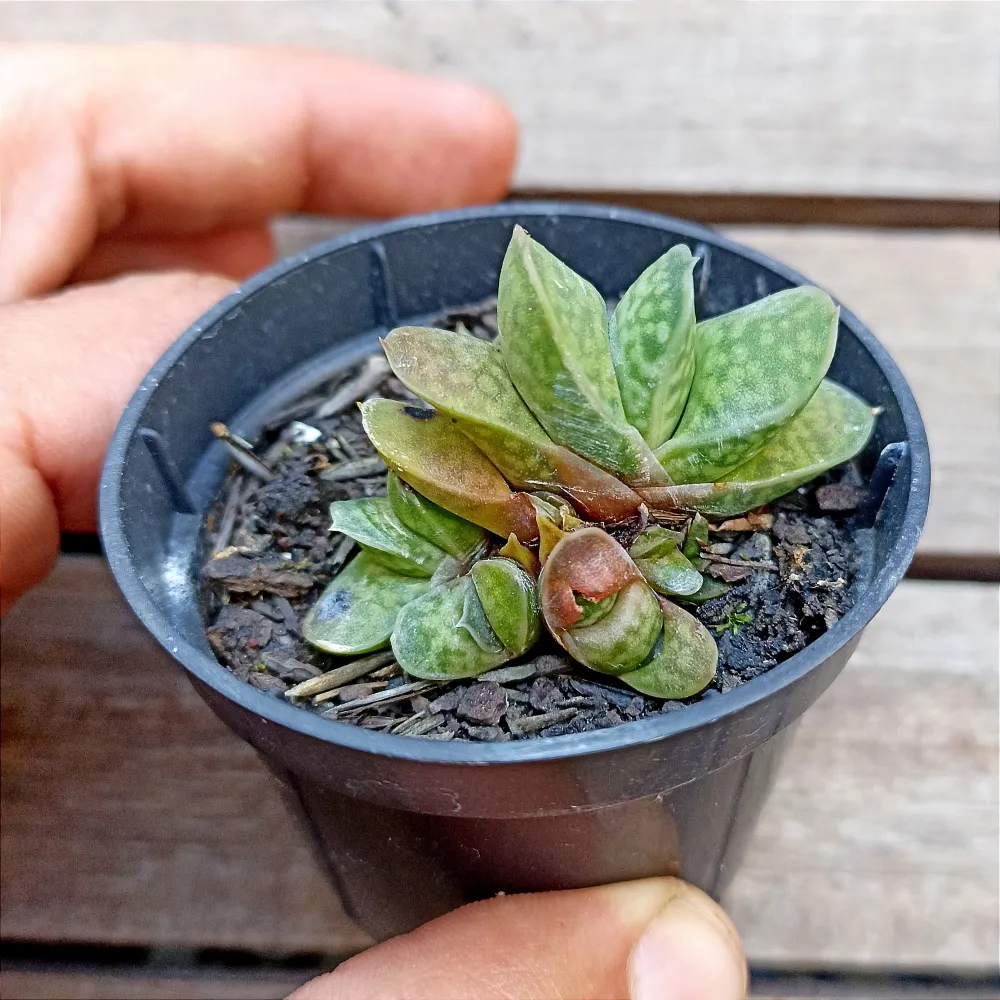 Gasteria bicolor var. liliputana (vaso6)