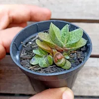 Gasteria bicolor var. liliputana (vaso6)