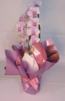 Orquidea Phalaenopsis Cascata Lilás 2 Hastes : Névoa Lilás