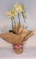 Orquidea Phalaenopsis Cascata Amarela 2 Hastes: Radiante Amarela