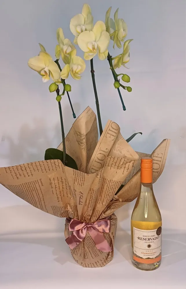 Orquidea Phalaenopsis Cascata Amarela 2 Hastes : Radiante Amarela e Vinho Reservado Branco