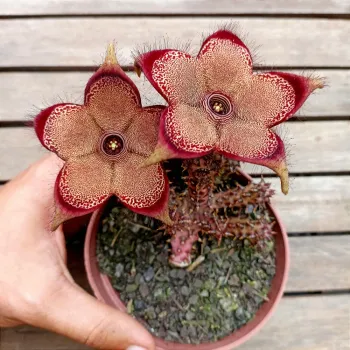 Edithcolea grandis (tapete persa - vaso9)