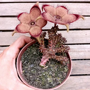 Edithcolea grandis (tapete persa - vaso9) - Foto 2