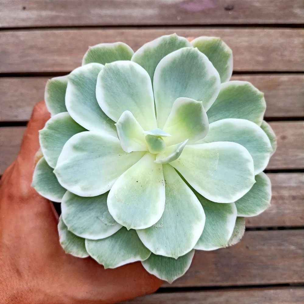 Echeveria 