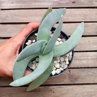 Crassula falcata (vaso11) - Foto 2