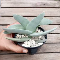 Crassula falcata (vaso11) - Foto 3