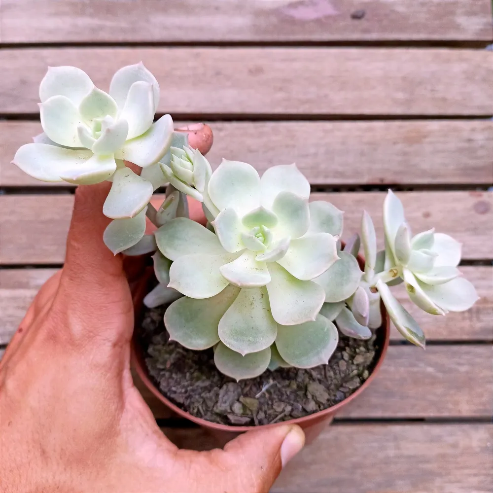 Echeveria 