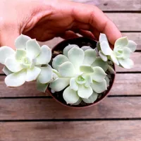 Echeveria 'Lola' X querencia (vaso11) - Foto 2