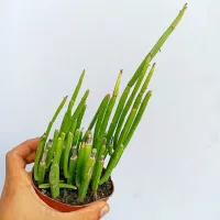 Euphorbia sipolisii (Nativa do Brasil - vaso11) - Foto 2