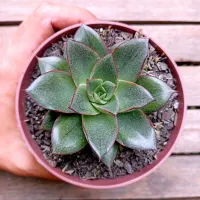 Echeveria monocerotis (vaso11)
