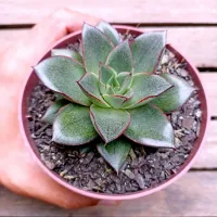 Echeveria monocerotis (vaso11) - Foto 2