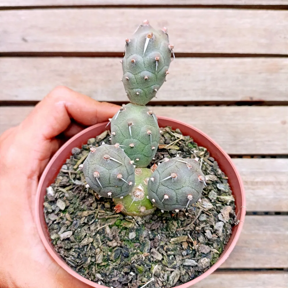 Tephrocactus articulatus (vaso11) Imagem