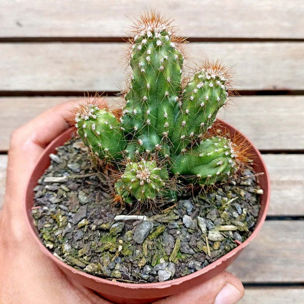 Cereus jamacaru f. monstruosa (vaso11)