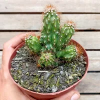 Cereus jamacaru f. monstruosa (vaso11)