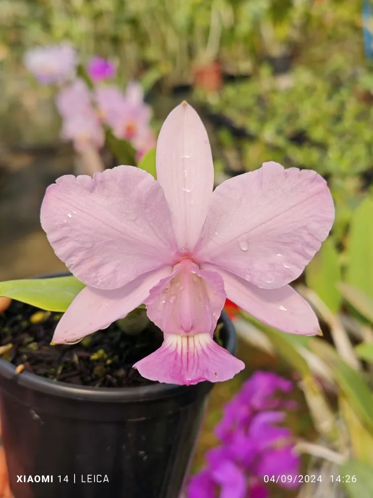 C. Walkeriana ( vinícolor 'Samaria' x  Vinícolor 'N.1' )   Imagem