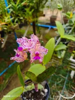 Cattleya Amethystoglossa áurea ( 'Guaxe' x Coronel 'Robson')  - Foto 2