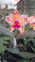 Cattleya Amethystoglossa áurea ( 'Guaxe' x Coronel 'Robson')  - Foto 3