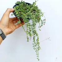 Colar de Azeitonas (Senecio rowleyanus - vaso11)
