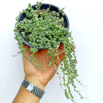Colar de pérolas variegata (Senecio rowleyanus - cuia13)