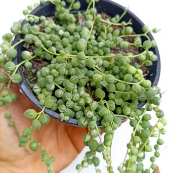 Colar de pérolas variegata (Senecio rowleyanus - cuia13) - Foto 2