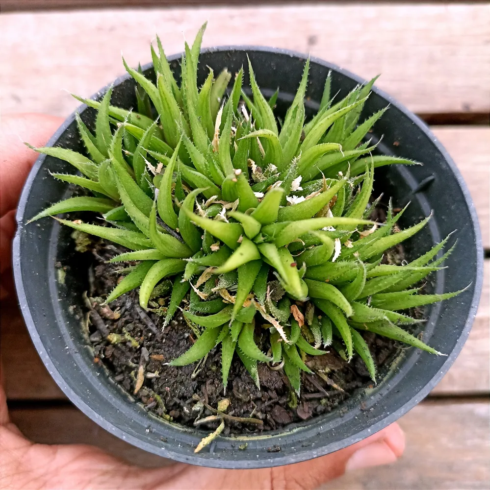 Haworthia chloracantha var. denticulifera (vaso11)