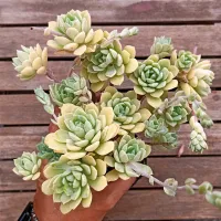 Sedeveria 'Green Rose' (colônia - vaso11)